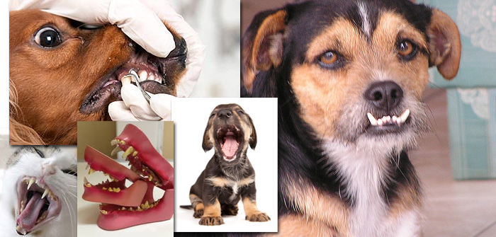 Dental Care and Your Dog's Teeth