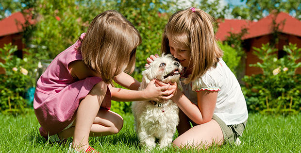 4 Guiding Principles to Follow before Getting a New Puppy