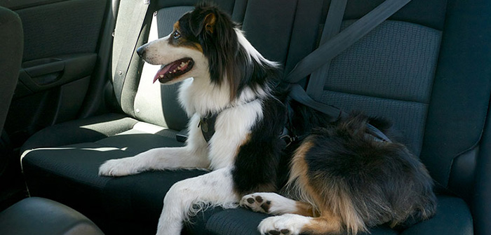 Essential Tips to Keep Your Pet Safe while Driving