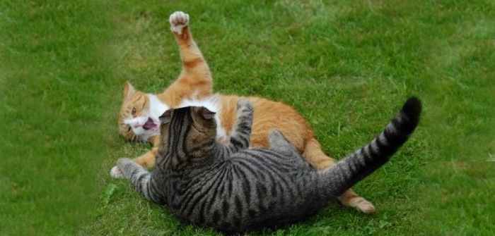 Tips To Pacify Cat Fights – Pet Care