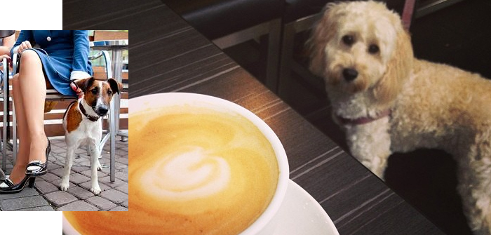 Your Furry Friends can now accompany you in Cafes and Pubs across Australia