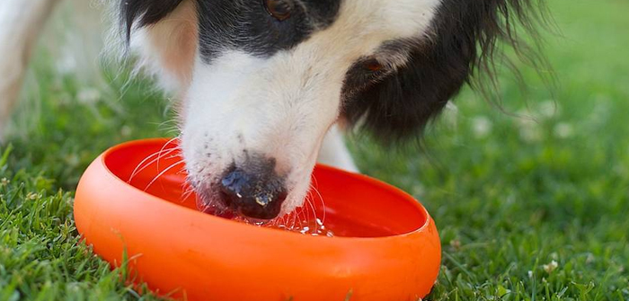 Water – A Neglected Nutritional Component for Overall Growth of Dogs