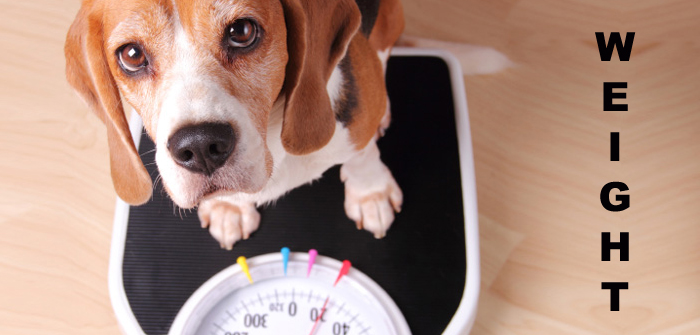 Solutions for pet weight gain during winters