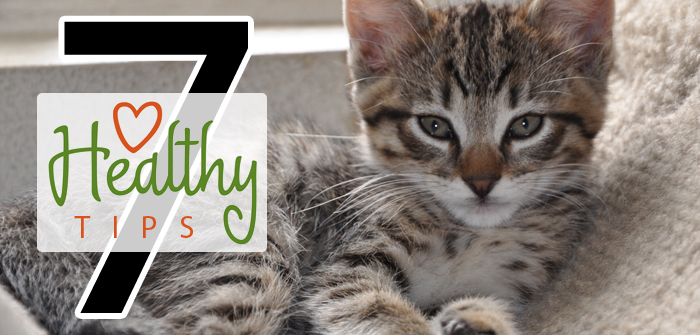 7 Effective Tips to Keep your Tabby Healthy & Happy