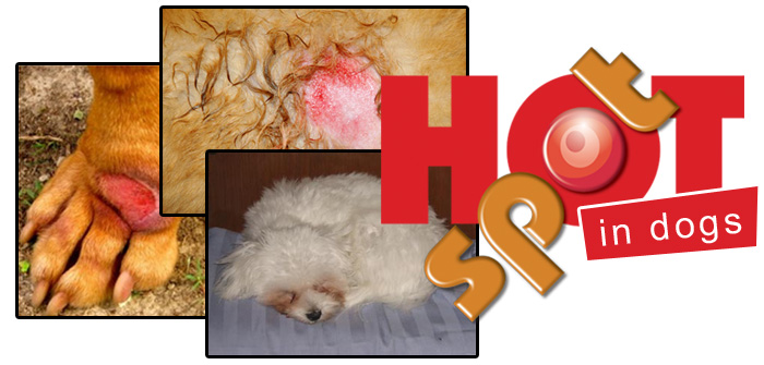 Hot Spots on dogs – Reasons, Treatment and Precautions