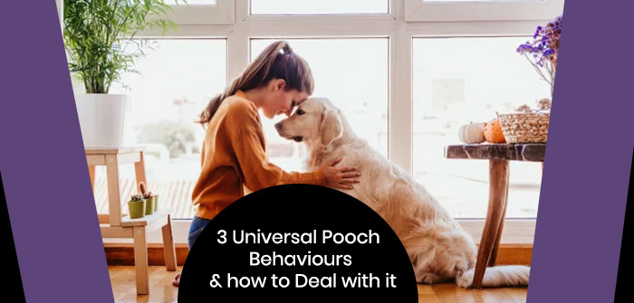 3 universal pooch behaviors 