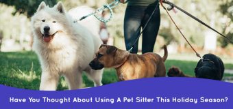 Have You Thought About Using A Pet Sitter This Holiday Season?
