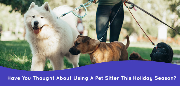 is pet sitter worthy