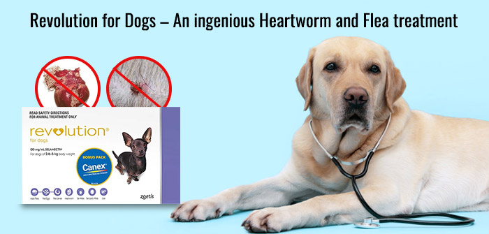 Revoluiton for dogs - Best Flea and Tick Treatment