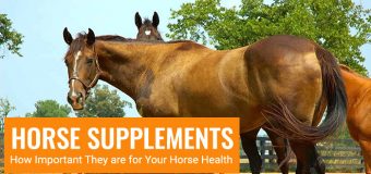 Horse Supplements – How Important They are for Your Horse Health