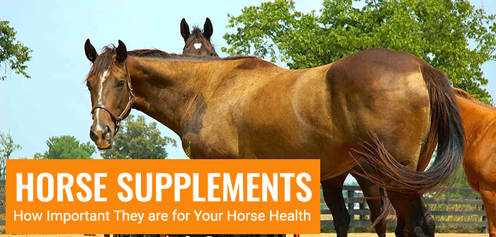 How important is horse supplement