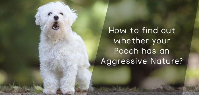How to find out whether your Pooch has an Aggressive Nature?