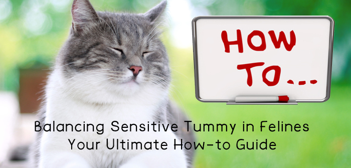 Balancing Sensitive Tummy in Felines: Your Ultimate How-to Guide