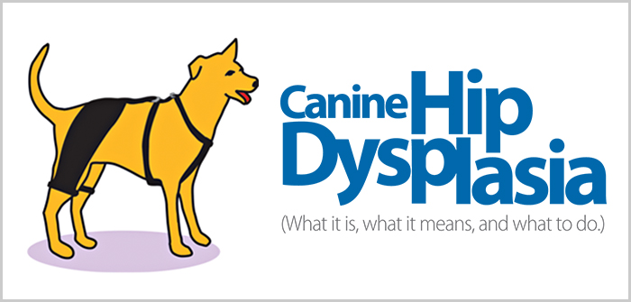 Information Guide On Canine Hip Dysplasia- Know The Basics!