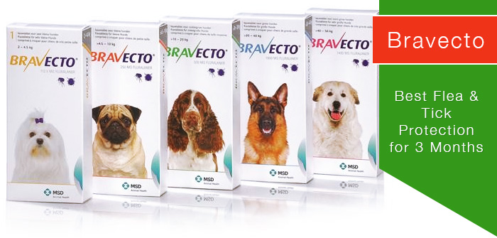 Bravecto Chewable: Best Flea And Tick Protection for 3 Months