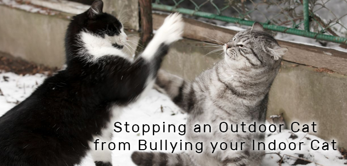 Stopping an Outdoor Cat from Bullying your Indoor Cat