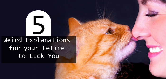 5 Weird Explanations for your Feline to Lick You…..Quirky Cat Behavior Decoded