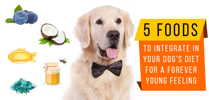 5 Foods to Integrate in your Dog’s Diet for a Forever Young Feeling