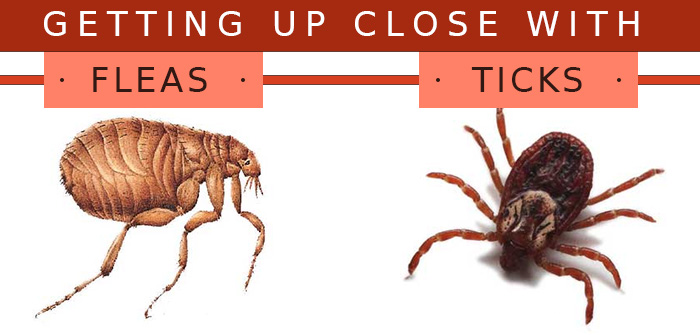 Getting Up Close with Fleas and Ticks