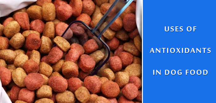Uses of Antioxidants in Dog Food