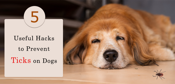 5 Useful Hacks to Prevent Ticks on Dogs