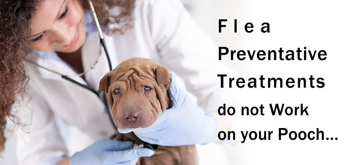 When Flea Preventative Treatments do not Work on your Pooch….