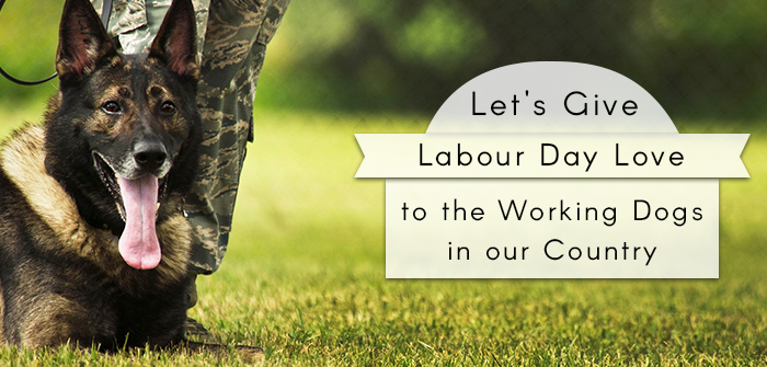 Let’s Give Labour Day Love to the Working Dogs in our Country