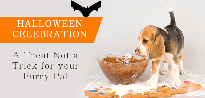 Halloween Celebration – A Treat Not a Trick for your Furry Pal