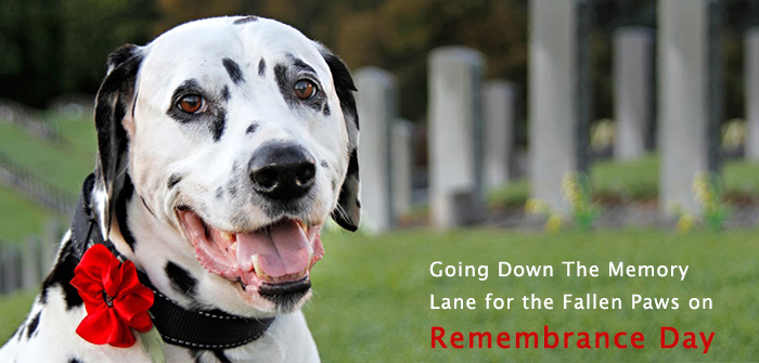 Going Down The Memory Lane for the Fallen Paws on Remembrance Day