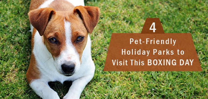 4 Pet-Friendly Holiday Parks to Visit This Boxing Day