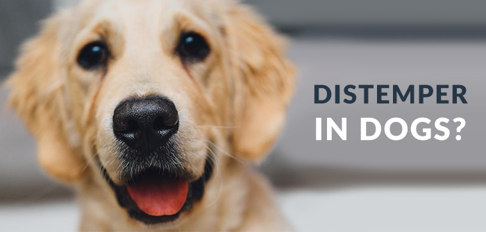 Distemper in Dogs: Symptoms, Causes, Diagnosis, Treatment and Prevention
