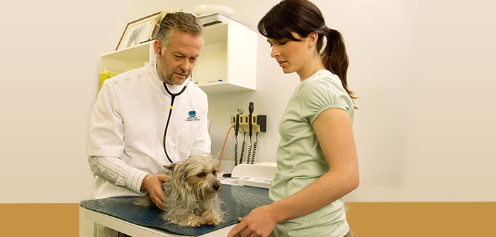5 Most Prominent Dog Health Questions Answered by Renowned Veterinarians