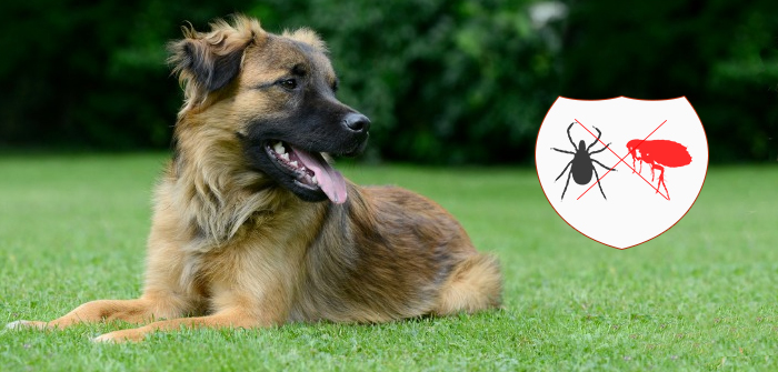 Why controlling fleas and ticks on your canine is so important?