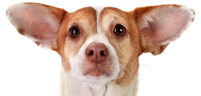 4 Ways To Fight Against Dog’s Ear Infections