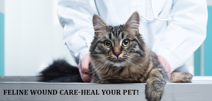 Feline Wound Care-Heal Your Pet!