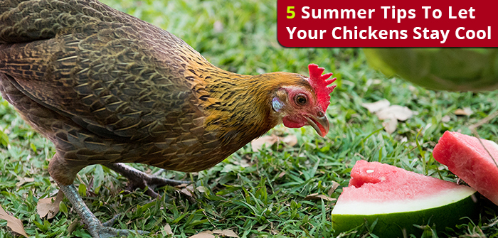 5 Summer Tips To Let Your Chickens Stay Cool