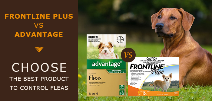Frontline Plus Vs Advantage – Choose The Best Product To Control Fleas