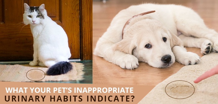 What Your Pet’s Inappropriate Urinary Habits Indicate?