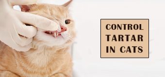 Control Tartar In Cats