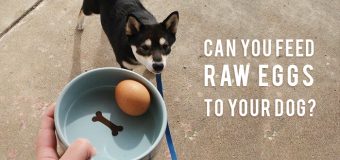 Can You Feed Raw Eggs To Your Dog?
