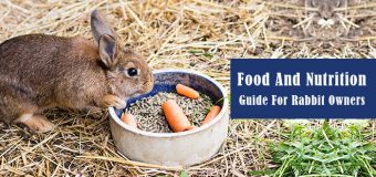 Food And Nutrition Guide For Rabbit Owners