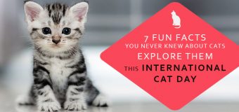 7 Fun Facts You Never Knew About Cats – Explore Them This International Cat Day