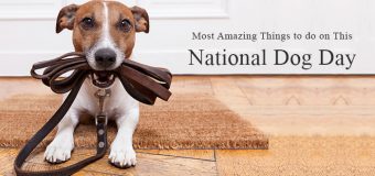 Most Amazing Things to do on This National Dog Day