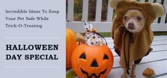 Incredible Ideas To Keep Your Pet Safe While Trick-O-Treating: Halloween Day Special