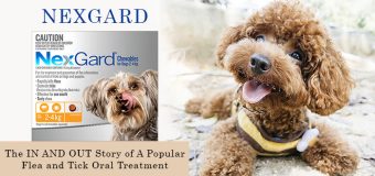 Nexgard – The IN AND OUT Story of A Popular Flea and Tick Oral Treatment