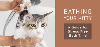 Bathing Your Kitty – A Guide for Stress Free Bath Time