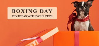 Boxing Day DIY Ideas with Your Pets
