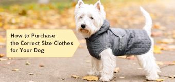 How to Purchase the Correct Size Clothes for Your Dog