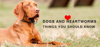 DOGS AND HEARTWORMS: THINGS YOU SHOULD KNOW