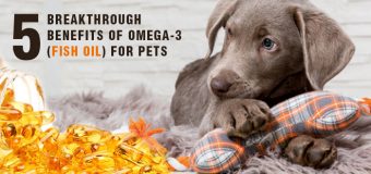 Five Breakthrough Benefits of Omega-3 (Fish Oil) for Pets